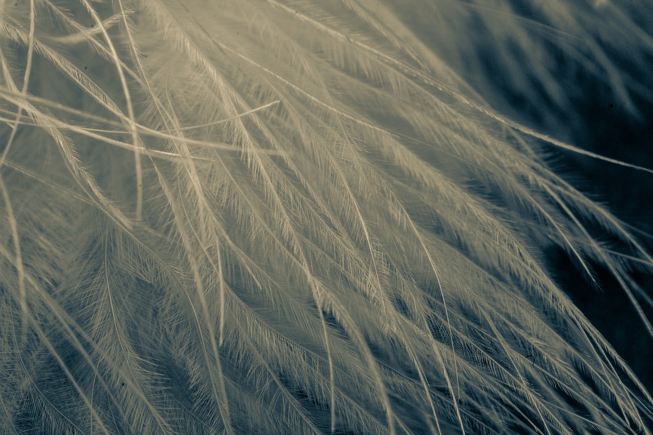 feather texture background free photo