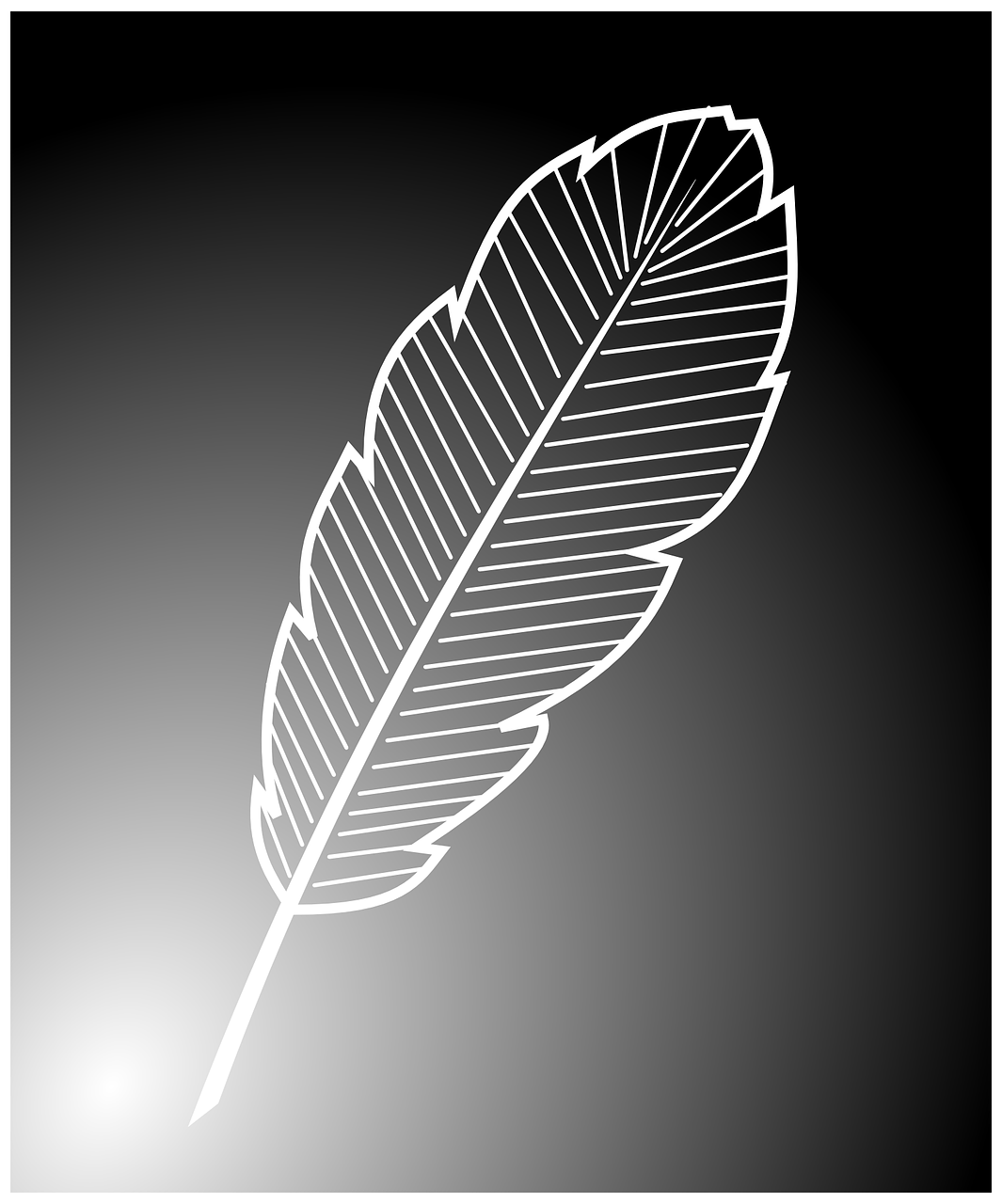 feather white delicate free photo