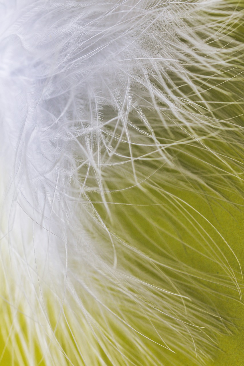 feather ease airy free photo