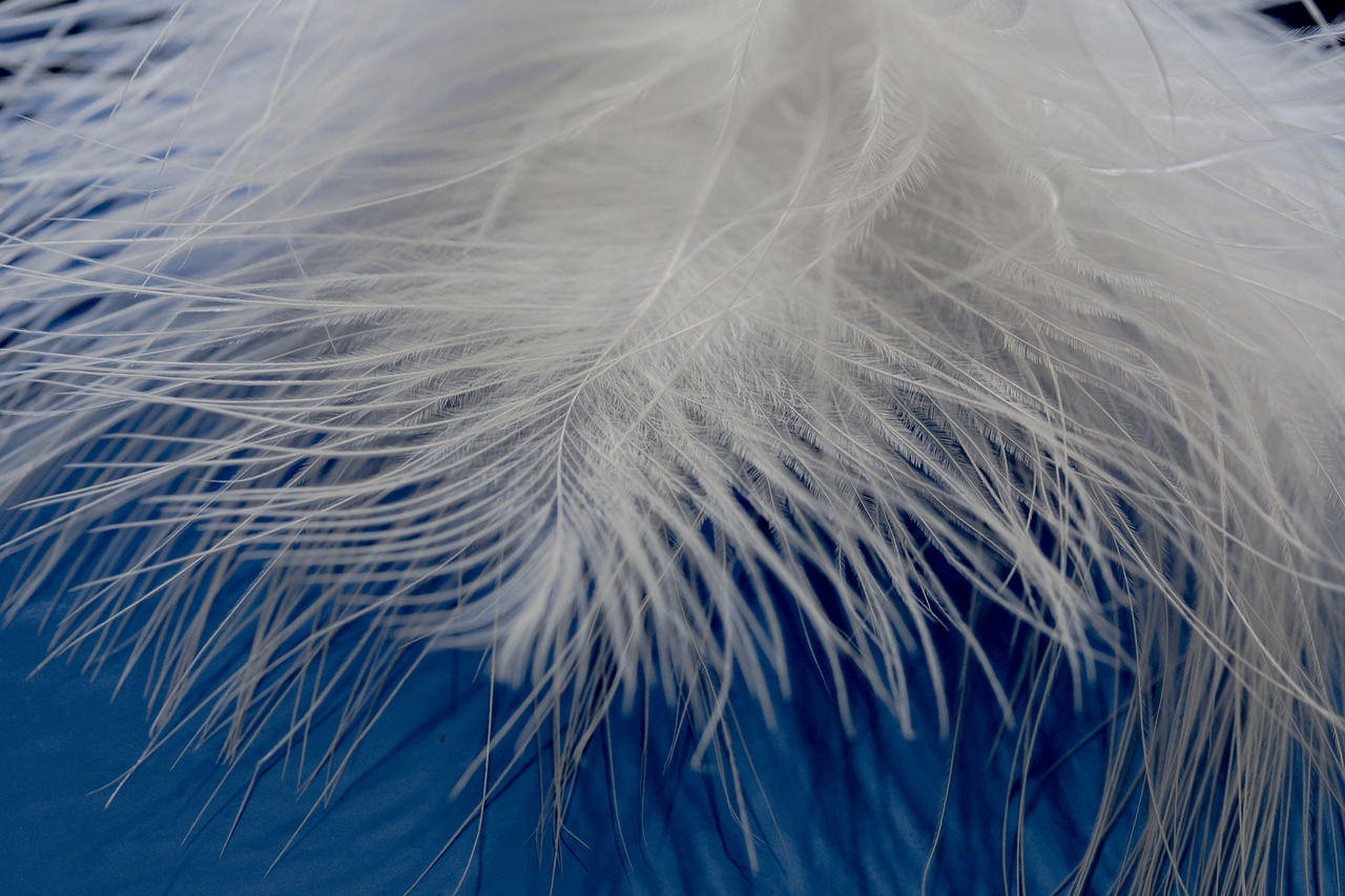 feather ease airy free photo
