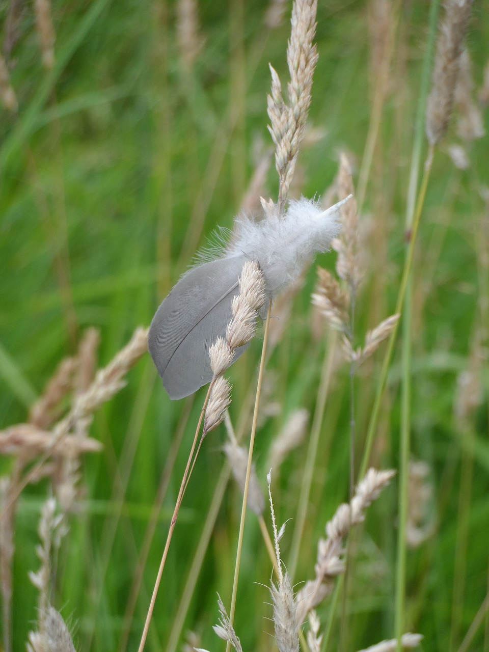 feather grasses goose feather free photo