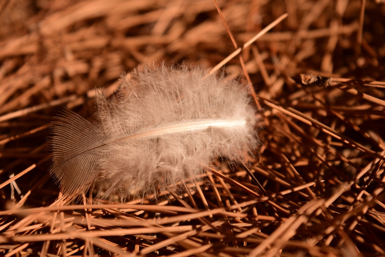 feather earth needles free photo