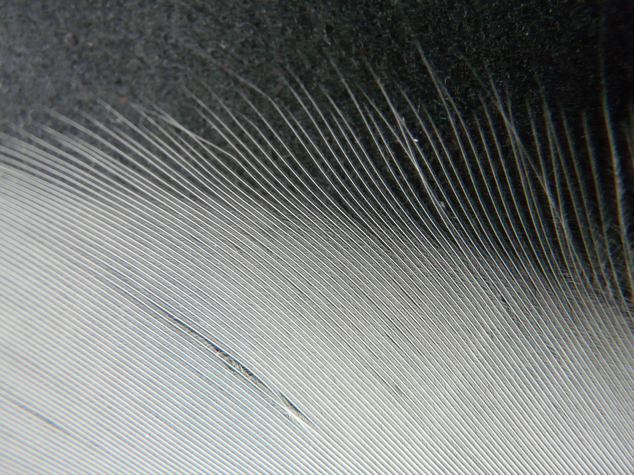 feather white filigree free photo