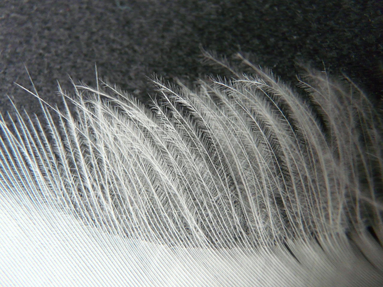 feather,white,filigree,down,plumage,spring dress,bird,free pictures, free photos, free images, royalty free, free illustrations, public domain