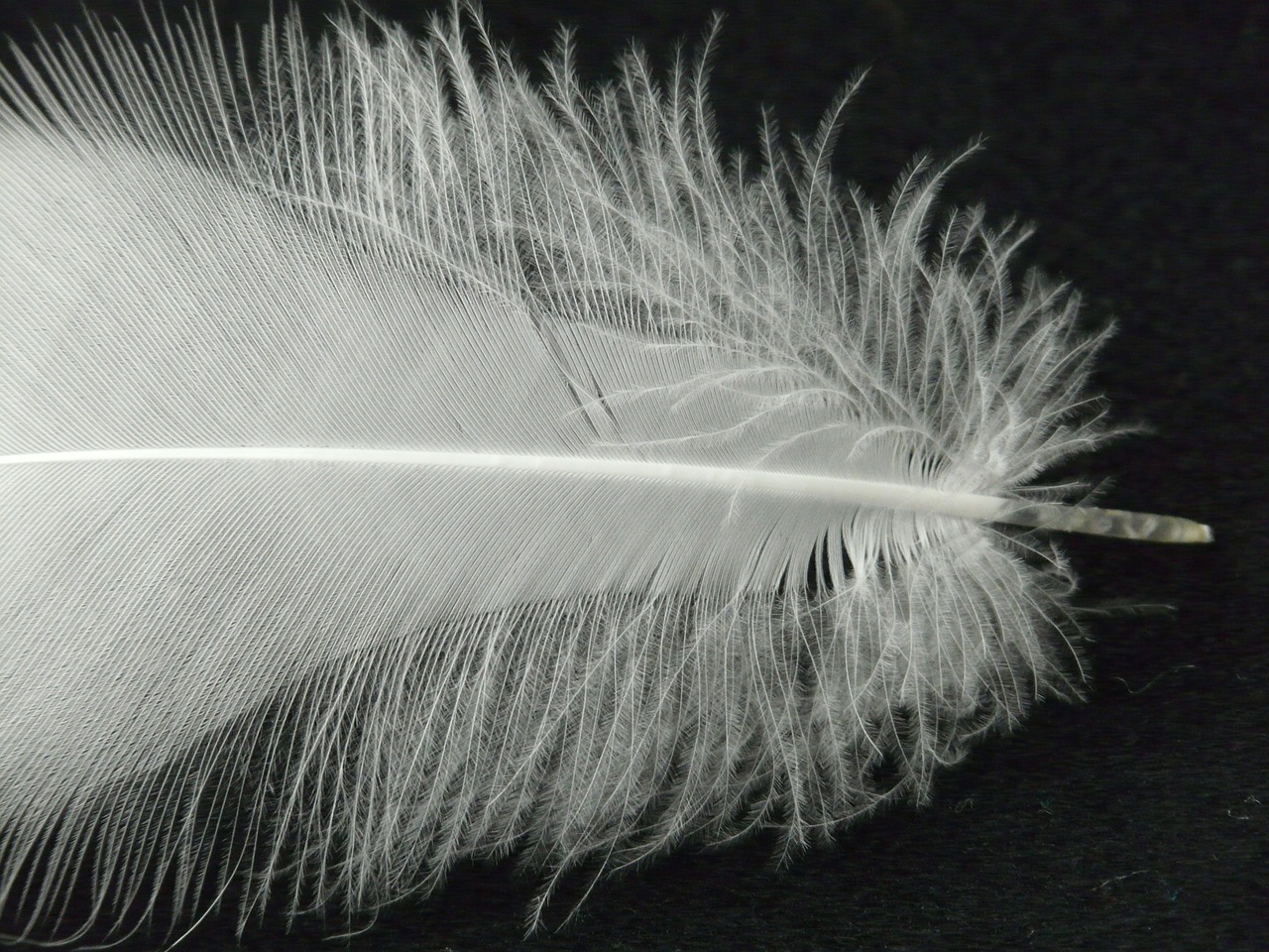 feather white filigree free photo