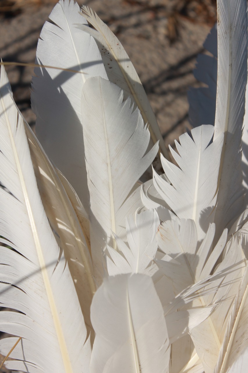 feather gulls nature free photo