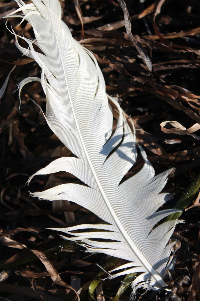 feather gulls nature free photo