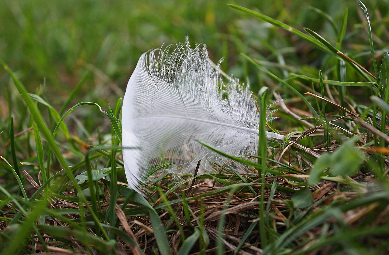 feather jesen labut free photo