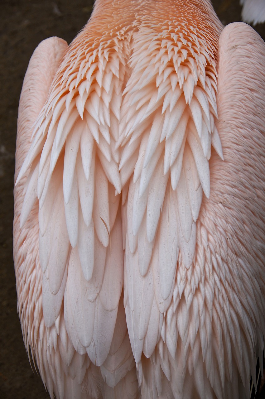 feather pink pelican plumage free photo