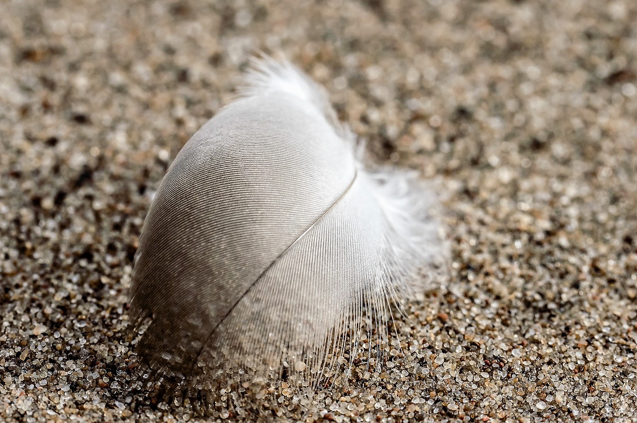 feather white sand free photo