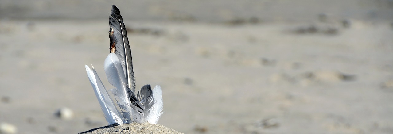 feather gulls feathers sand free photo