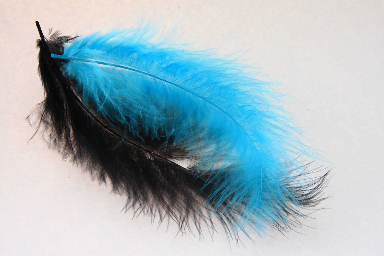 feather black blue free photo