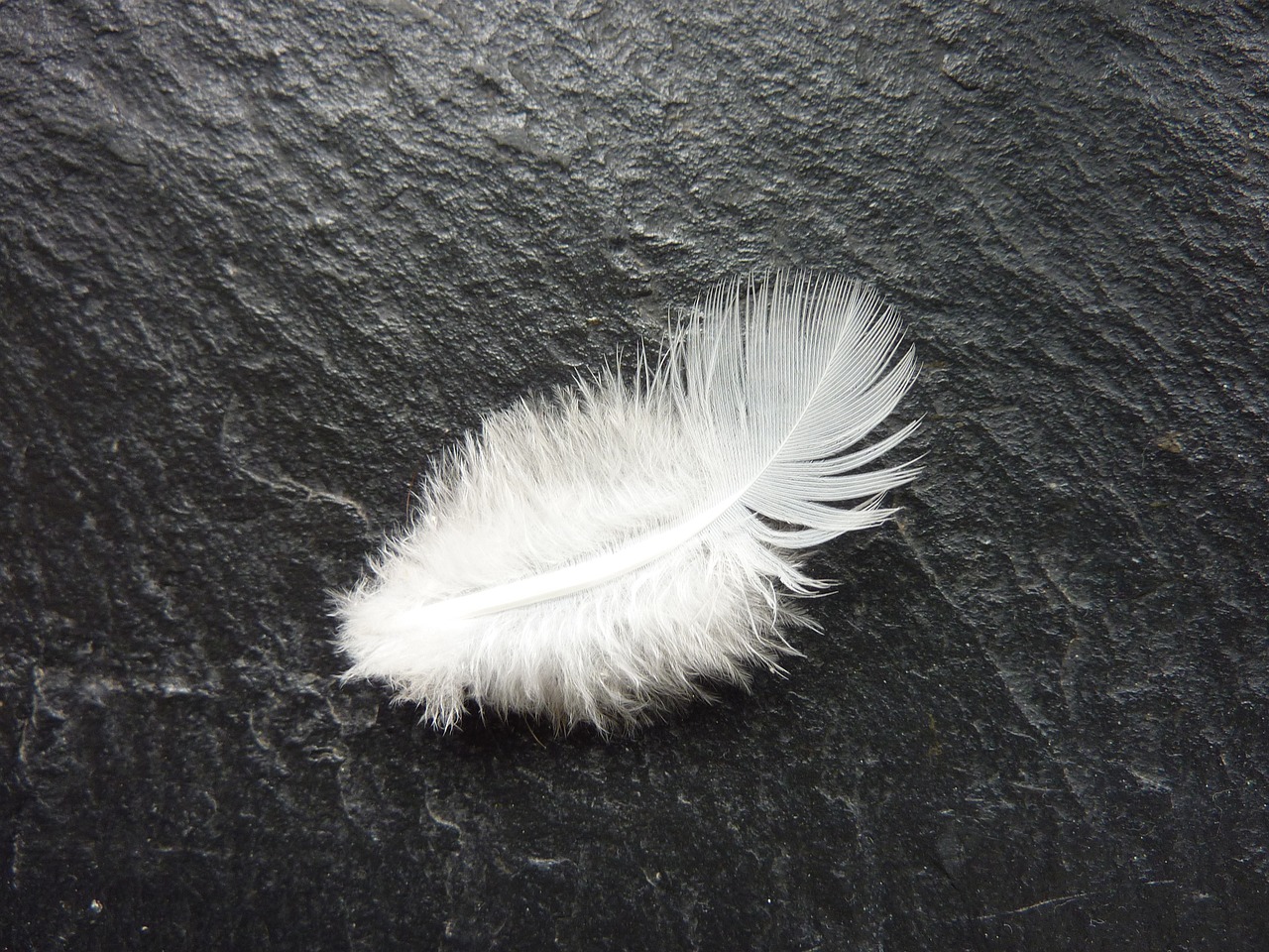 feather white slightly free photo