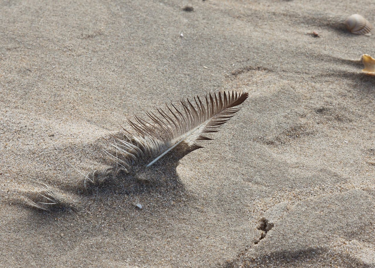 feather sand wind free photo