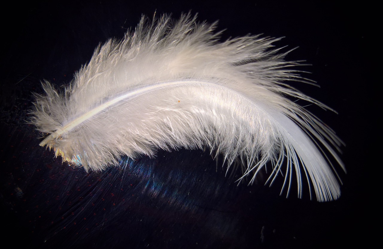 Feather,bird feather,down feather,white,tender - free image from needpix.com