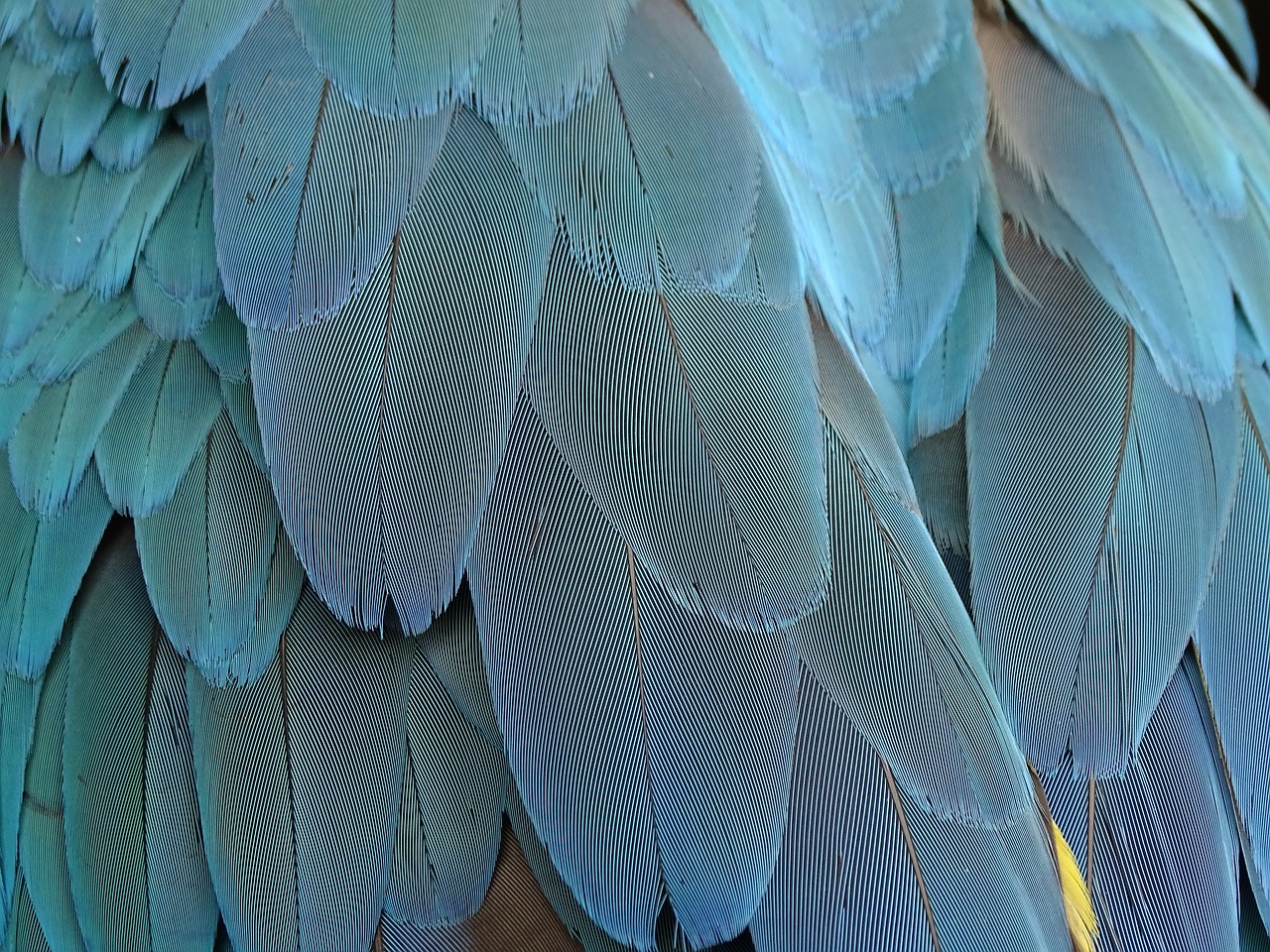 feather plumage blue free photo