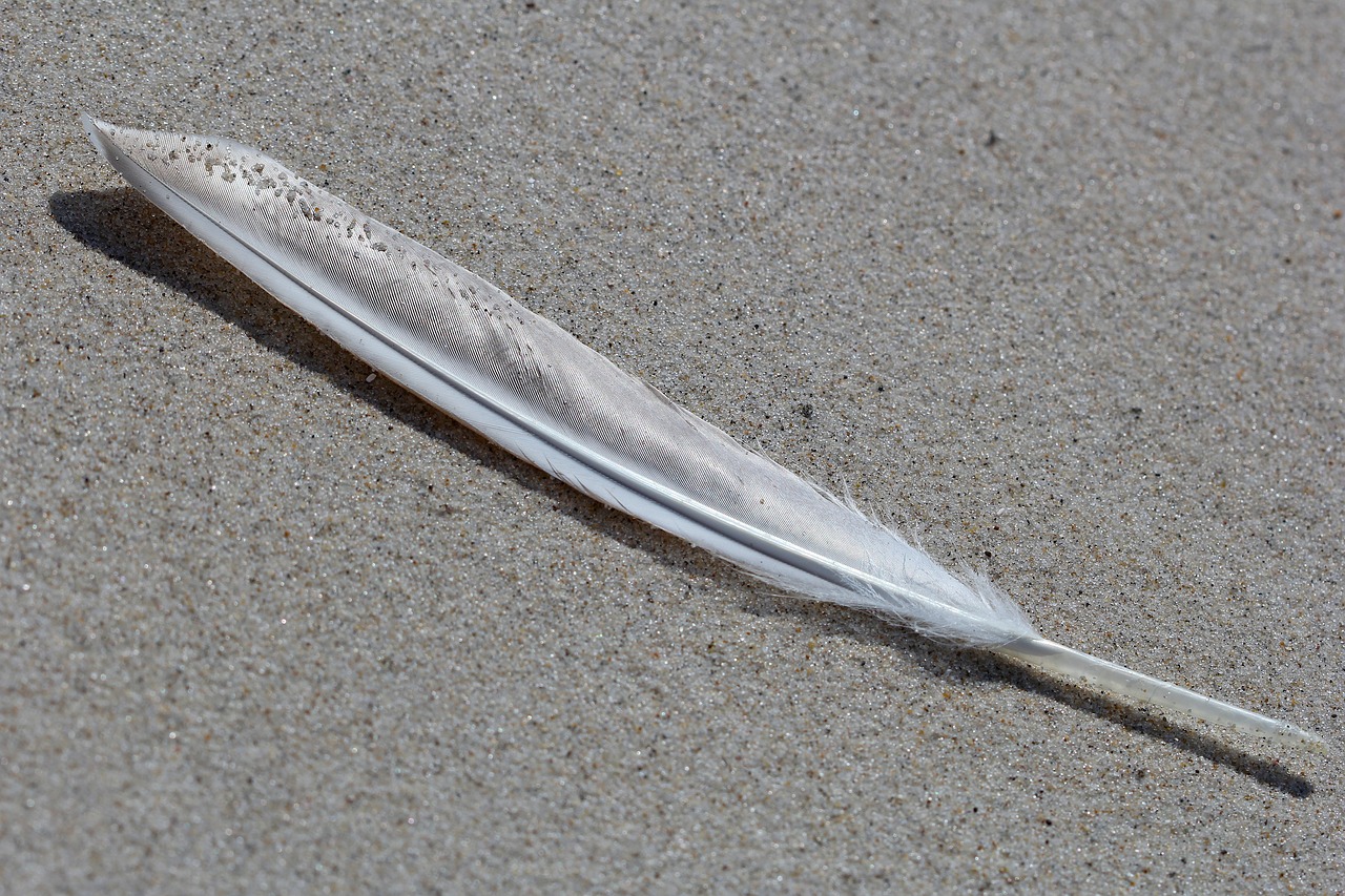 feather nature sand free photo