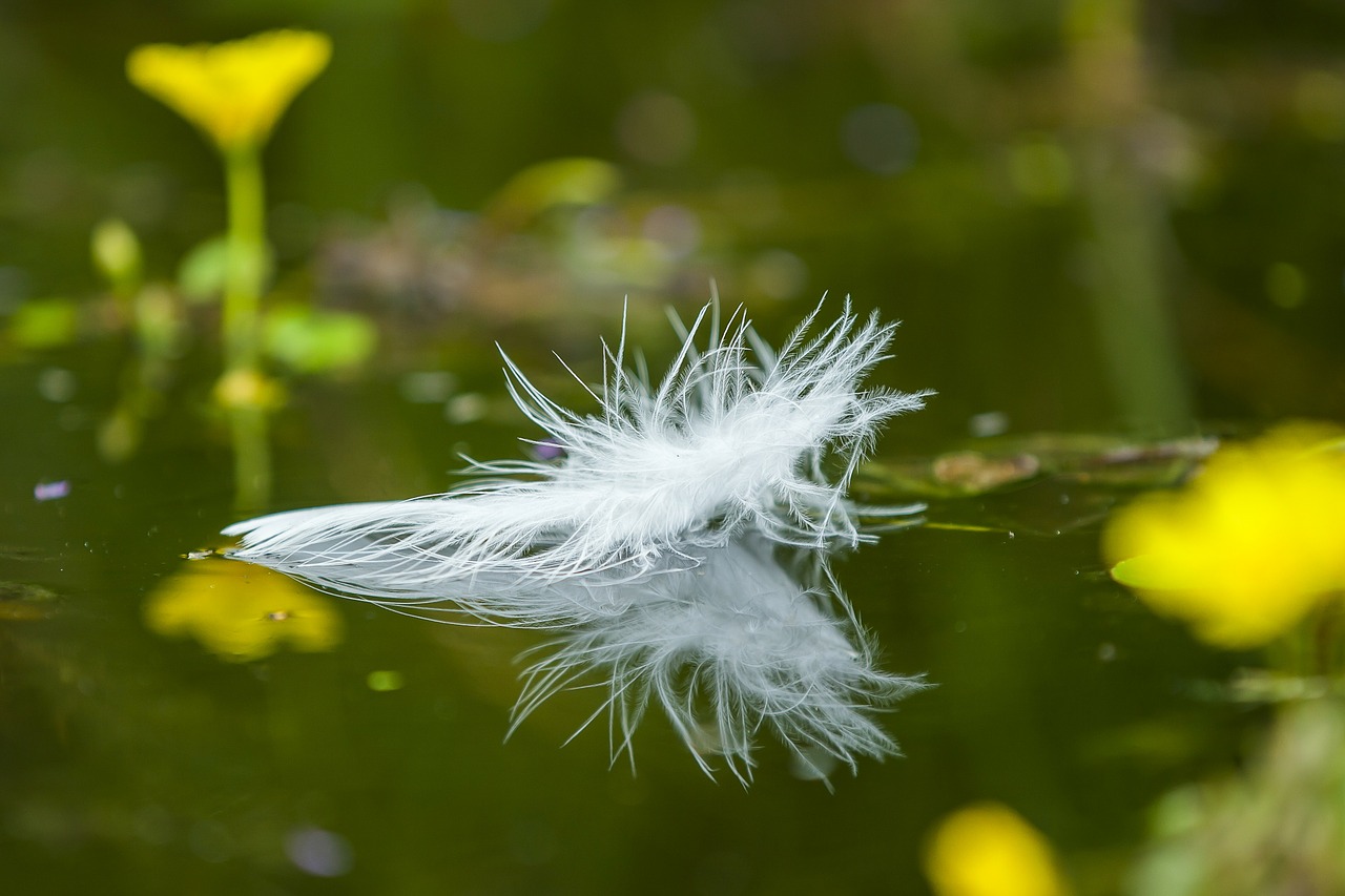 feather relaxation soft free photo