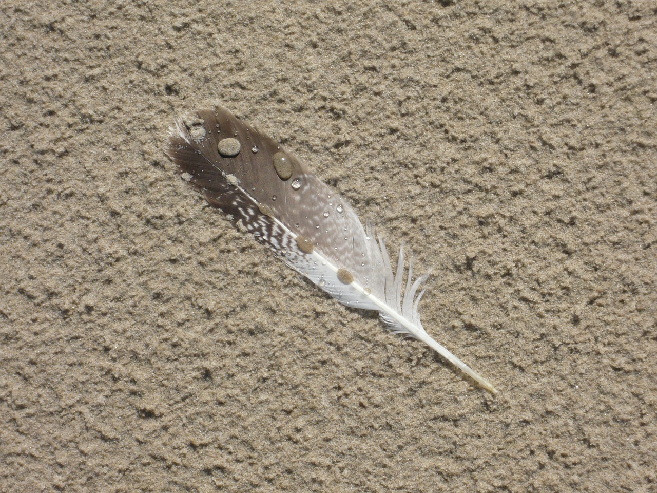 feather seagull feather beach free photo