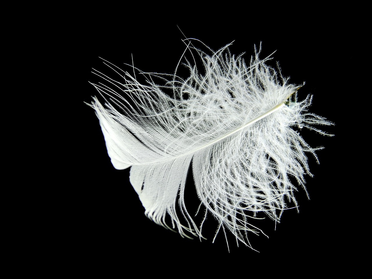 feather down white free photo