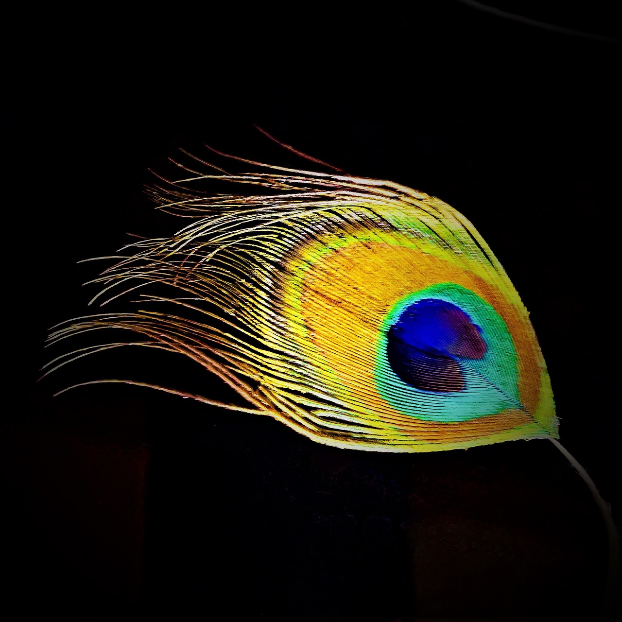 feather peacock feather peacock free photo