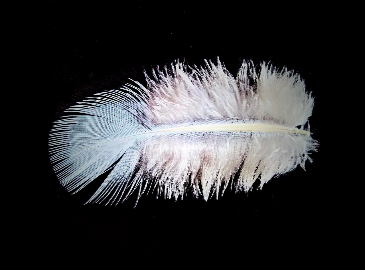 feather down bird feather free photo