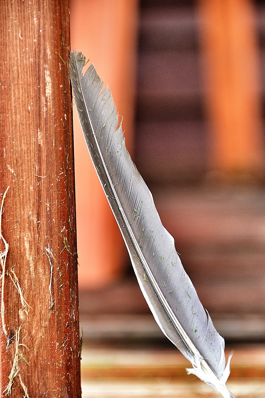 feather wood still life free photo