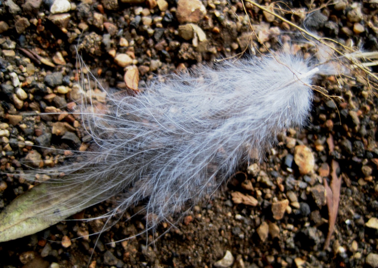 feather white hairy free photo