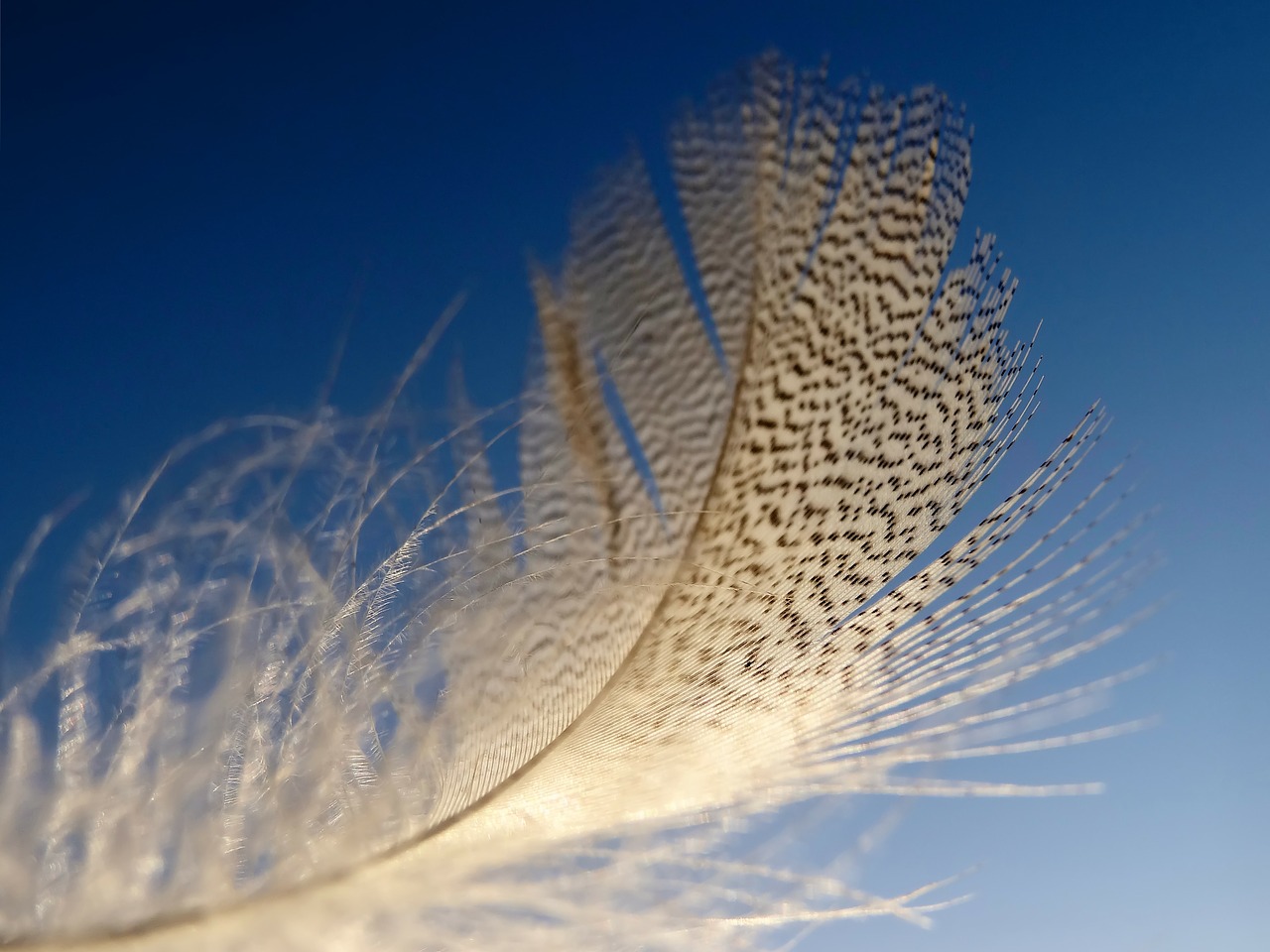 feather slightly lightweight free photo