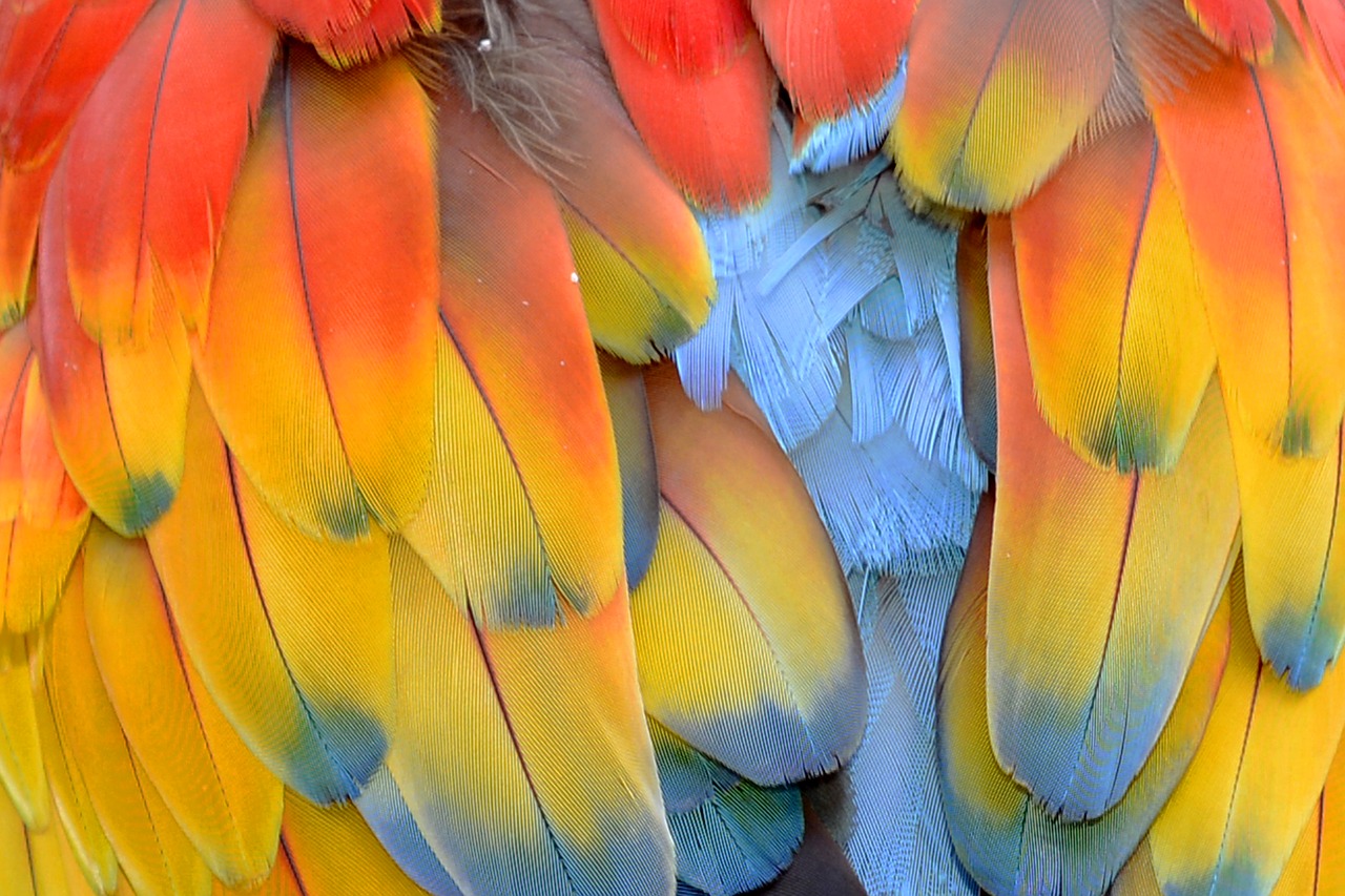 feather parrot parrot feathers free photo