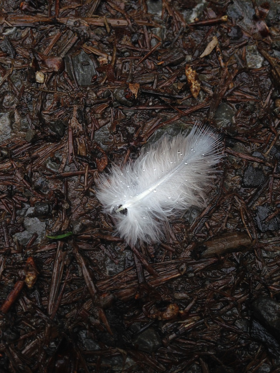 feather drop of water white free photo