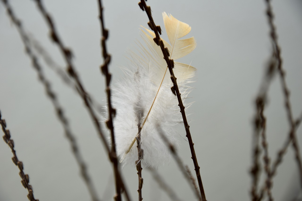 feather close-up gray free photo