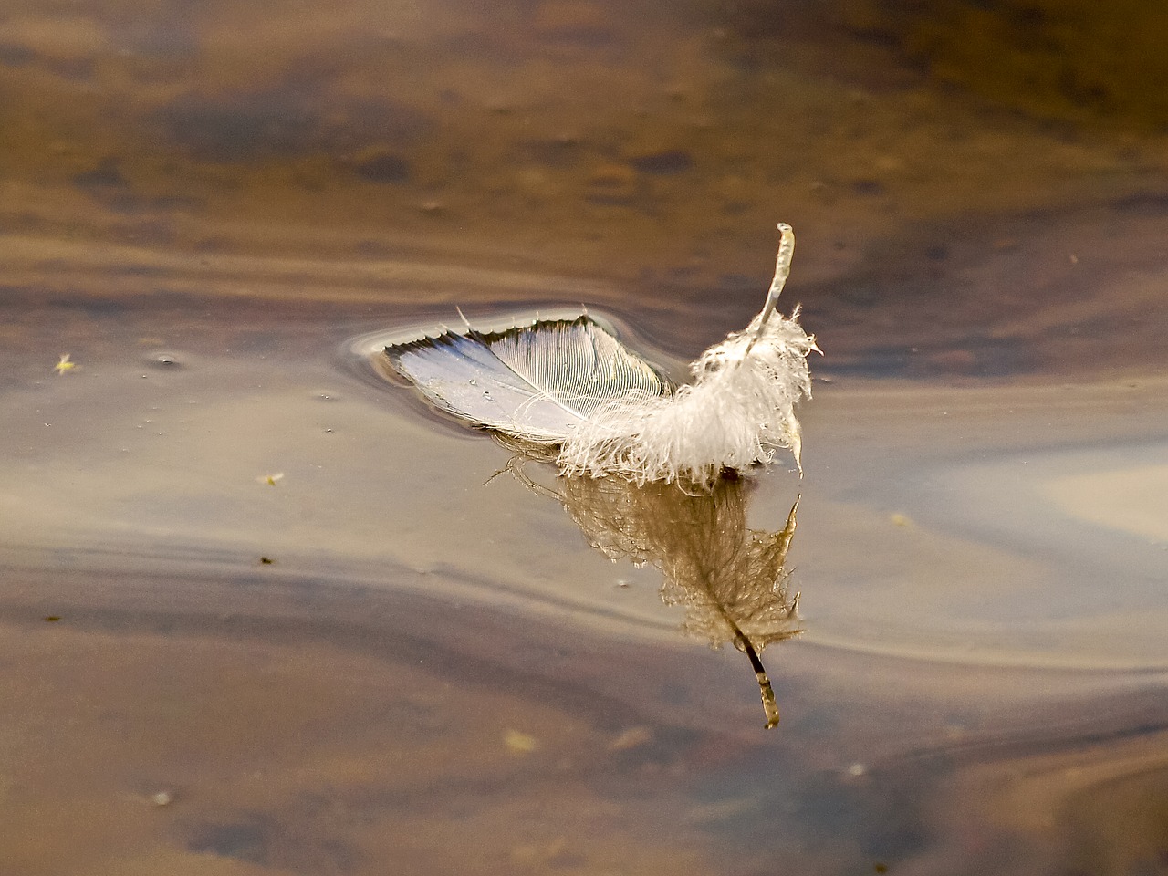 feather water nature free photo