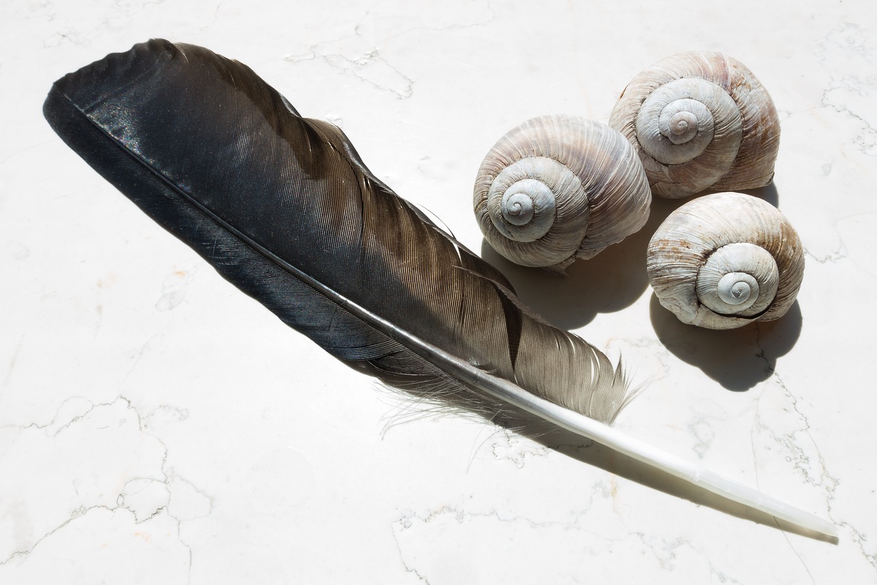 feather snail shells raven's feather free photo