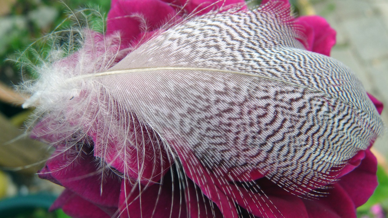 feather on rose free photo