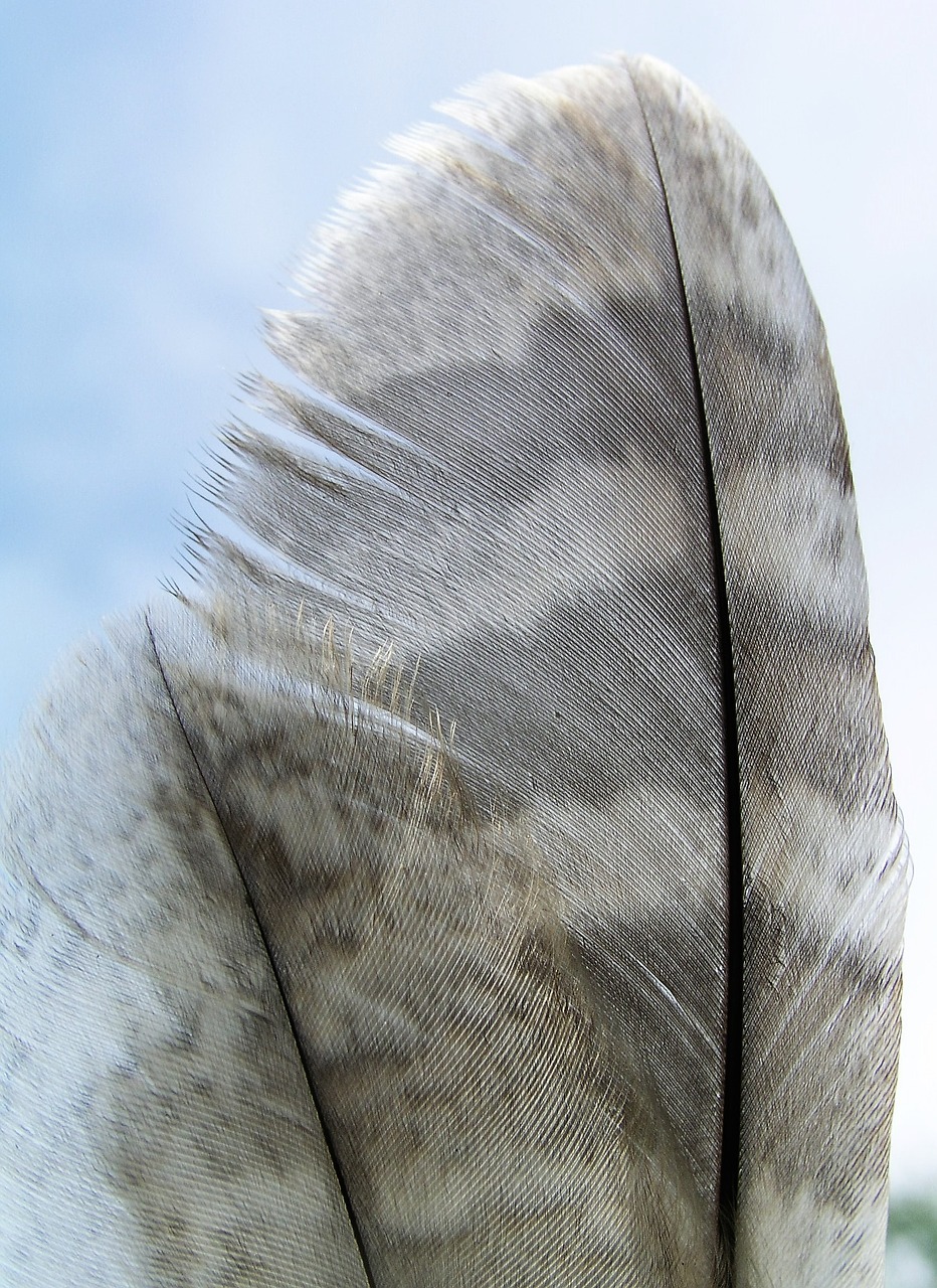 feather nature bird free photo