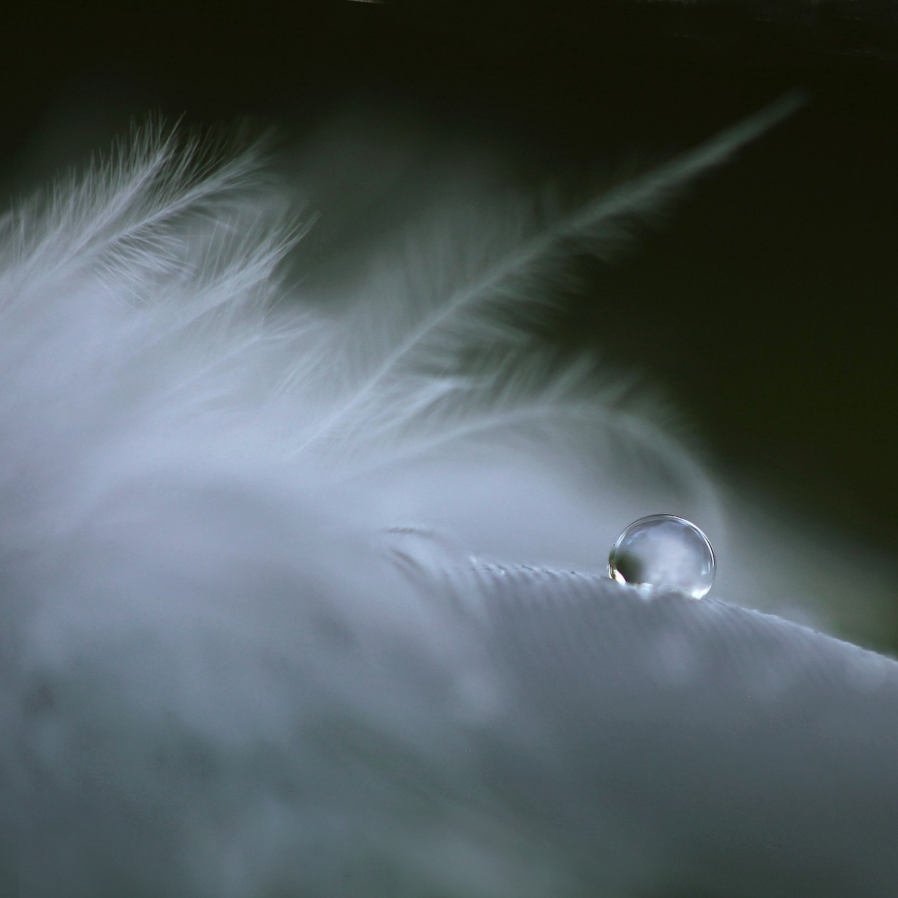 feather drop soft free photo