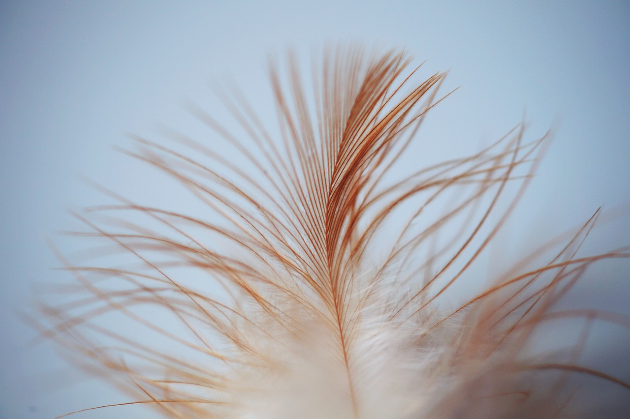feather leaves bird free photo