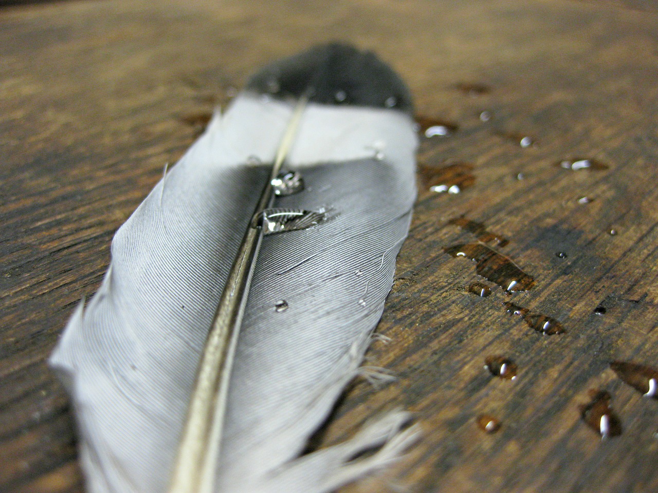 feather water wood free photo