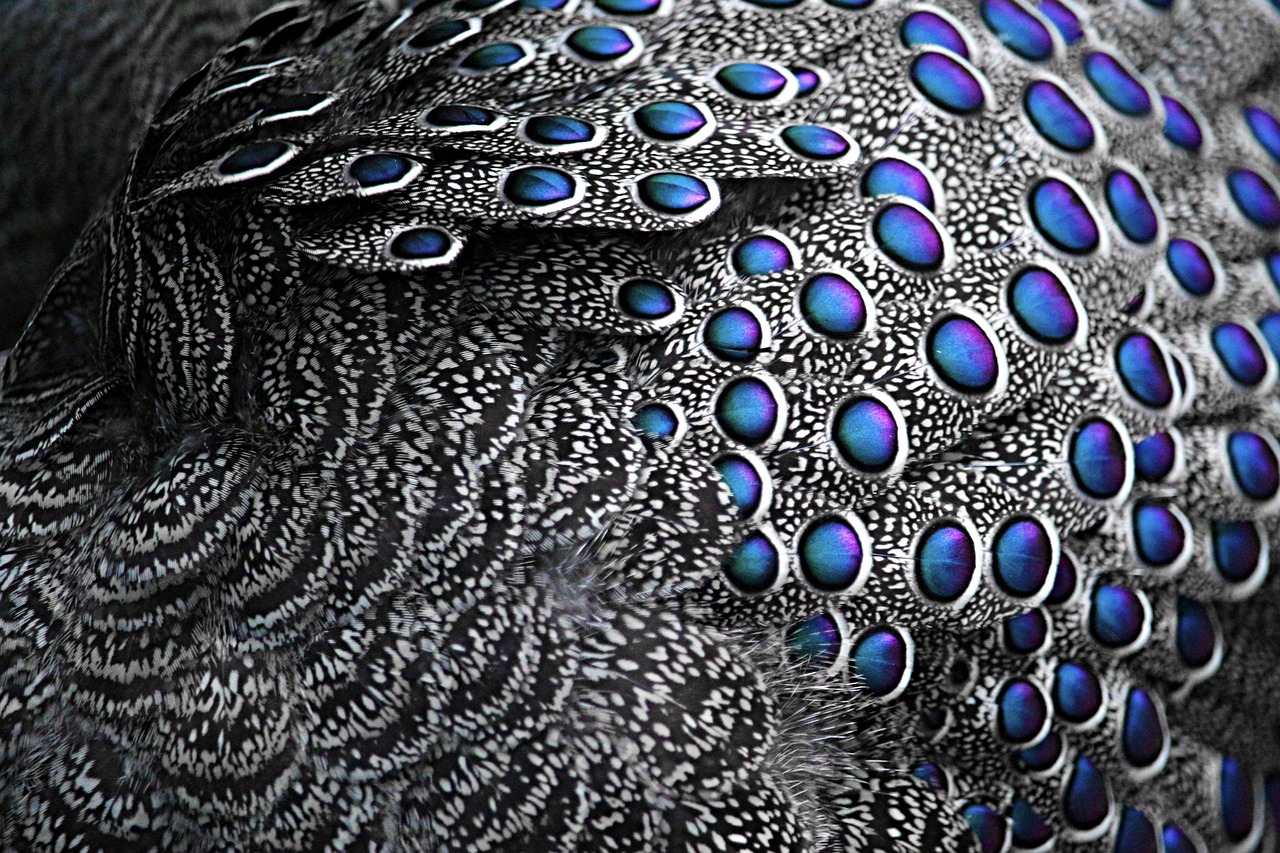 feather bird bird feather free photo