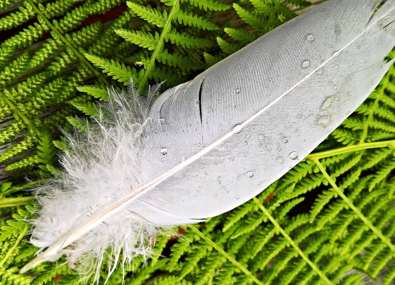 feather bird feather plumage free photo