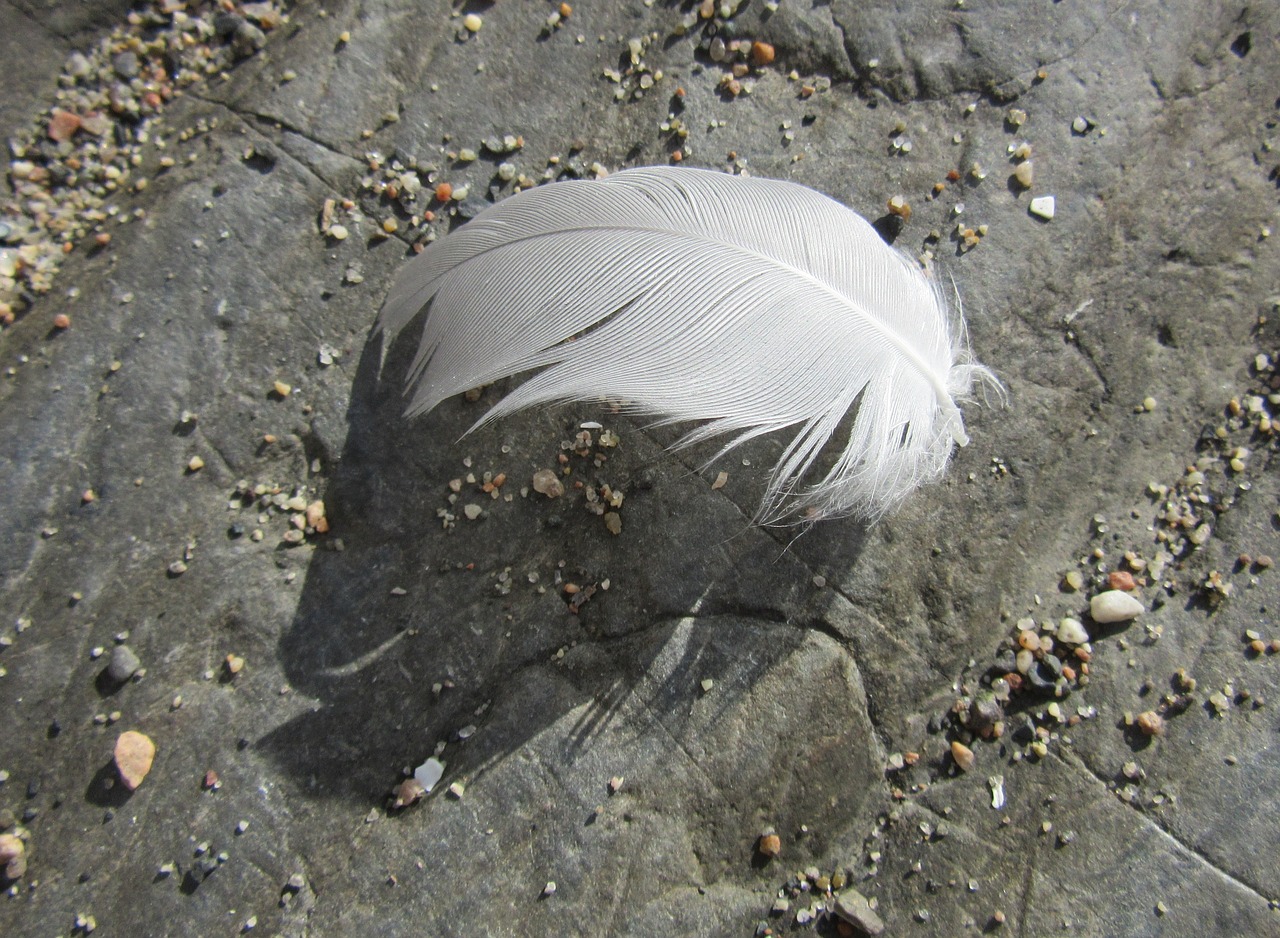 feather lightweight easy free photo