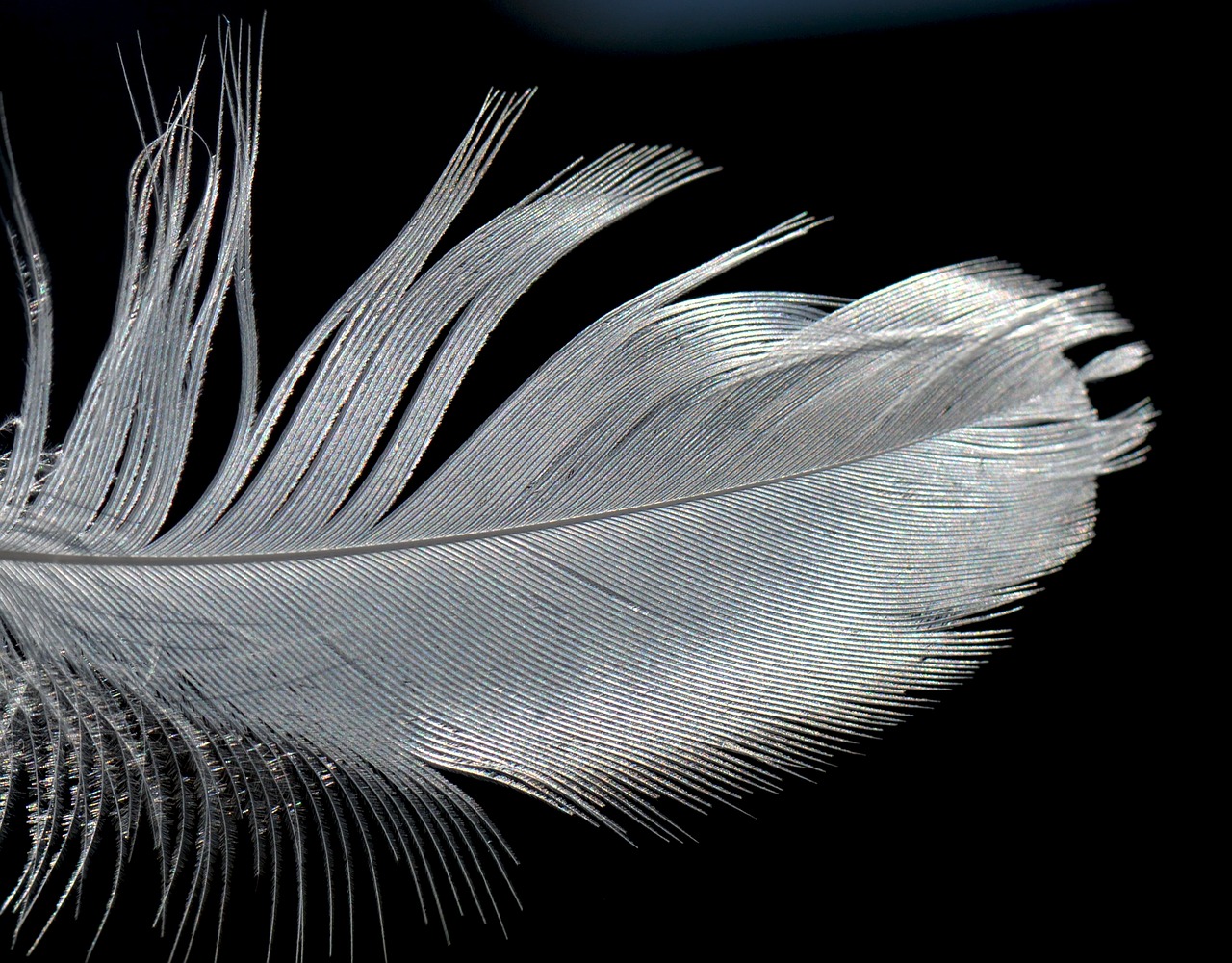 feather element nature free photo