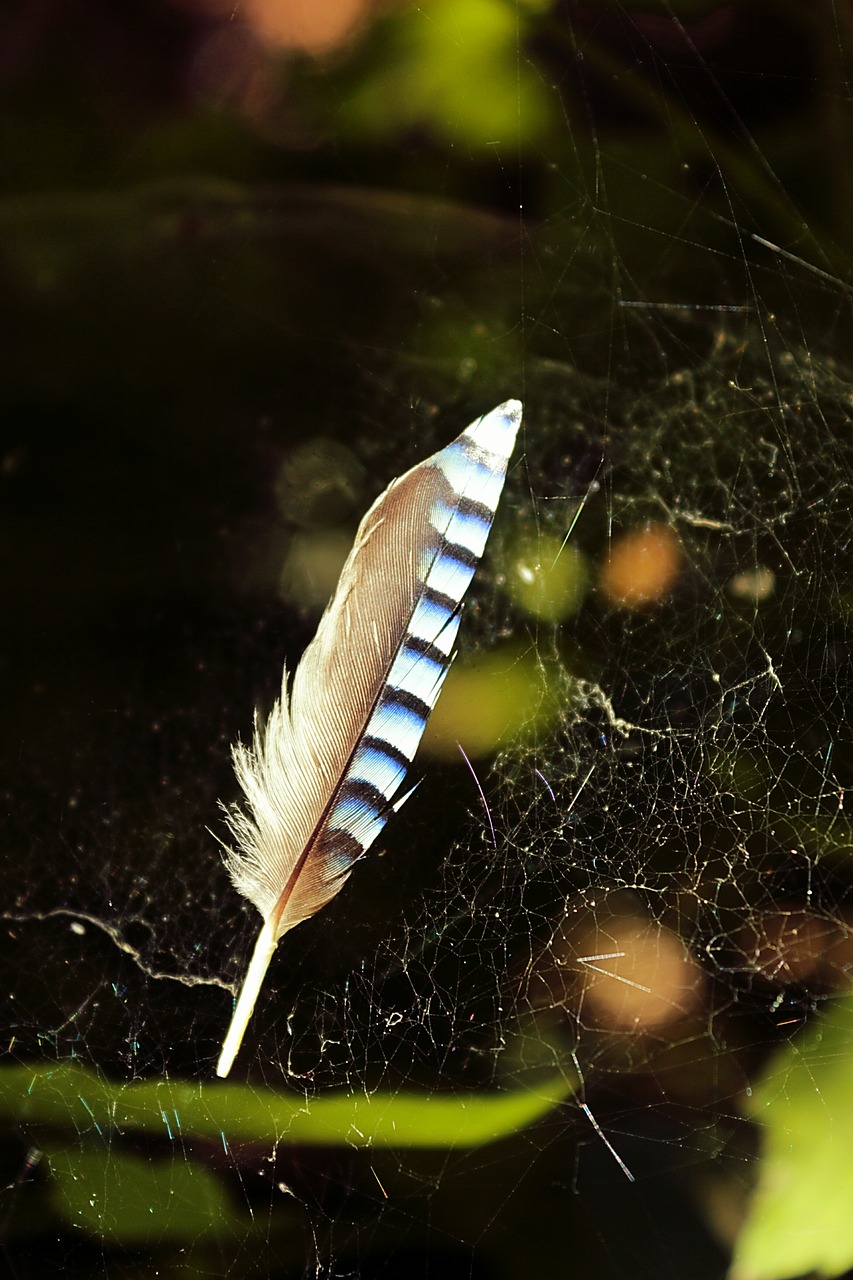 feather blue network free photo