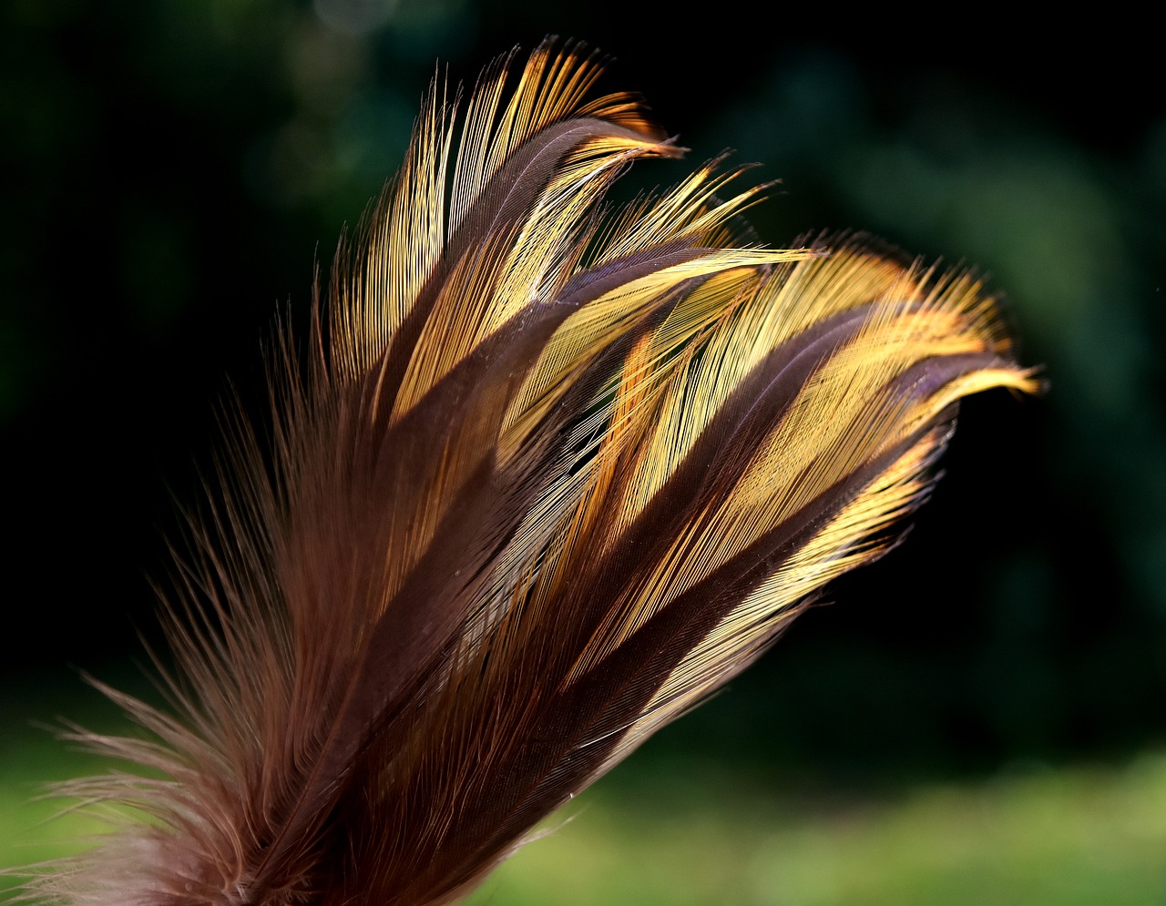 feather bird nature free photo