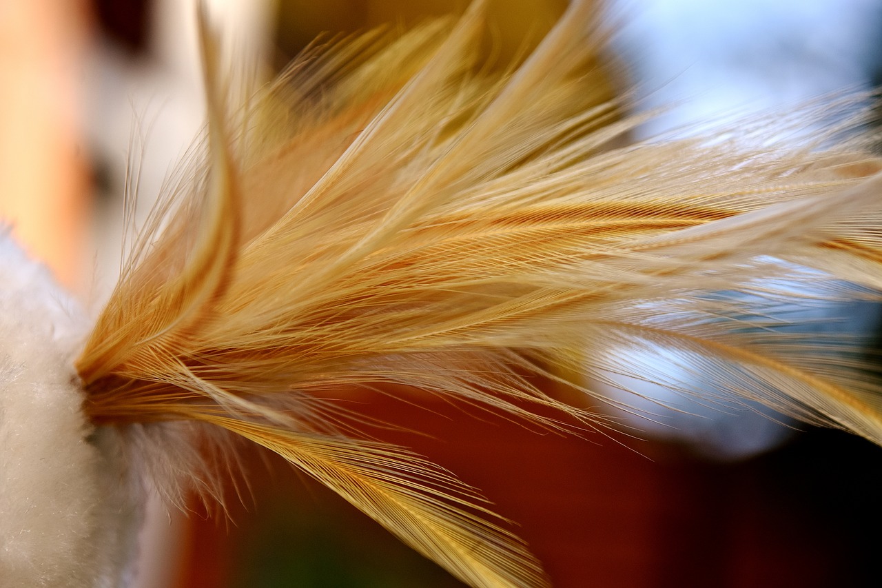 feather bird nature free photo