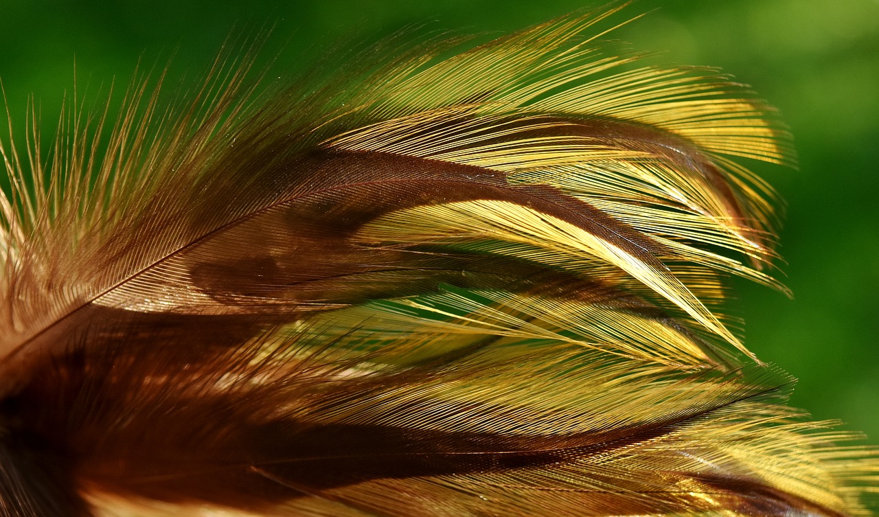 feather bird nature free photo