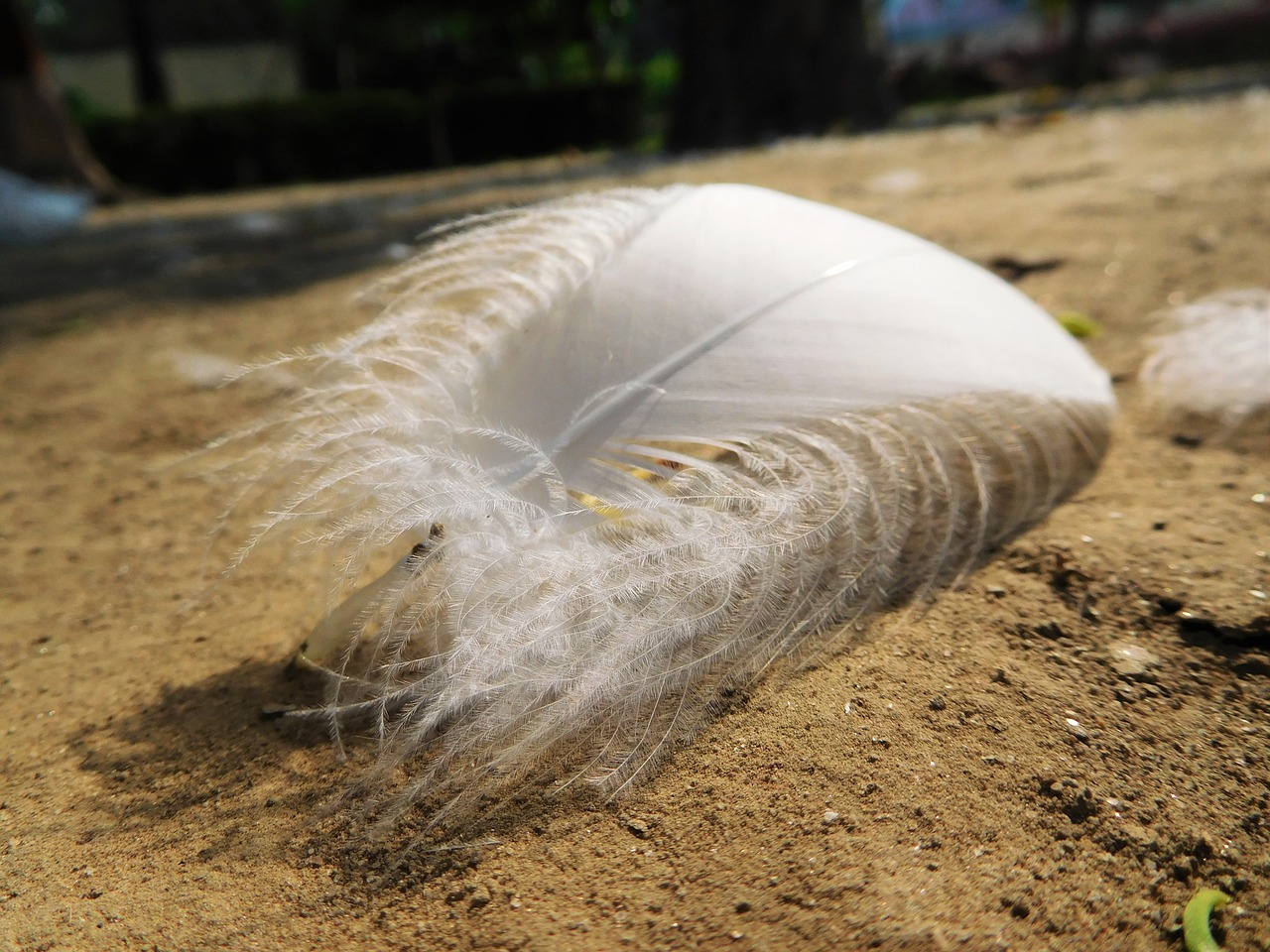 feather sand white free photo