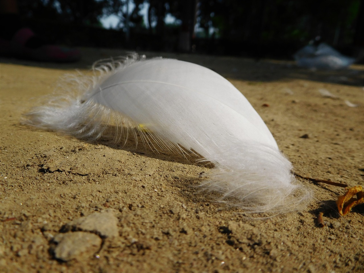 feather white sand free photo