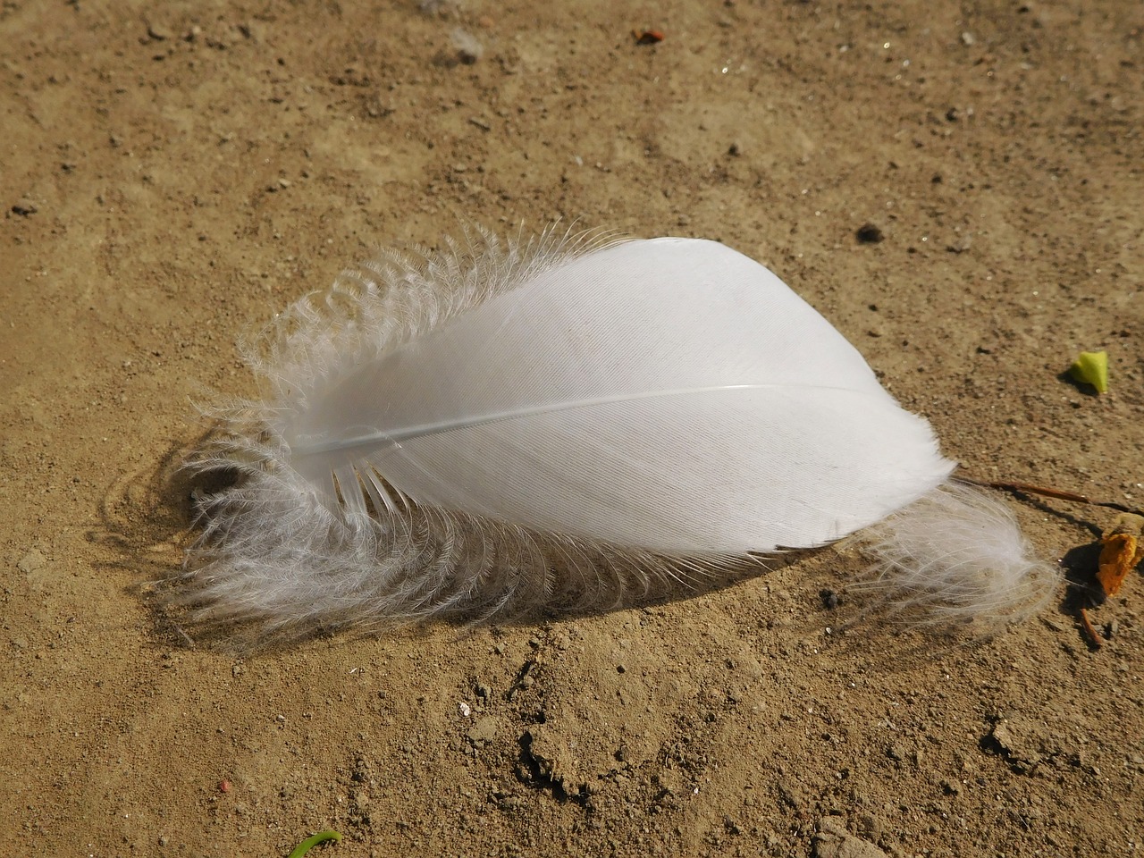 feather wing and free photo